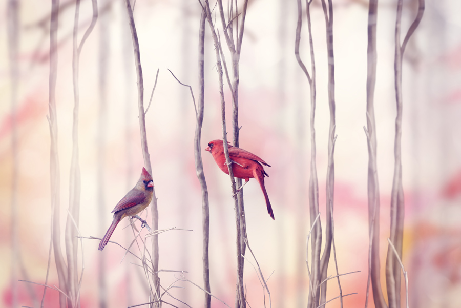 Banner ruzovy vtaci
